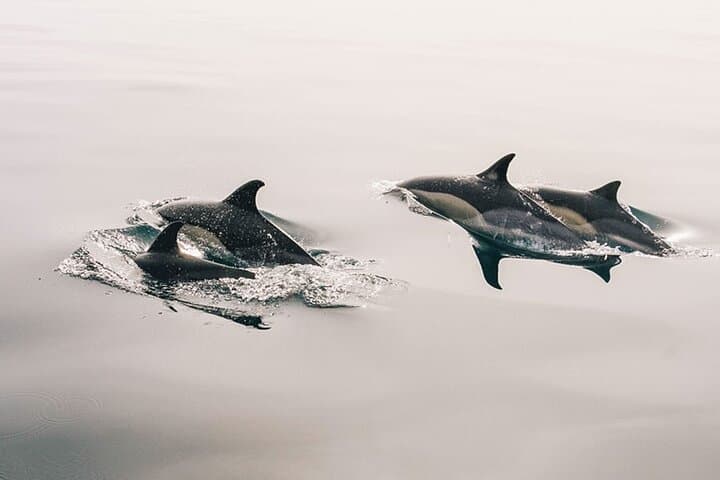 Whale & Dolphin Watching Boat Trip in Tenerife On a Sailing Boat (3 Hr)