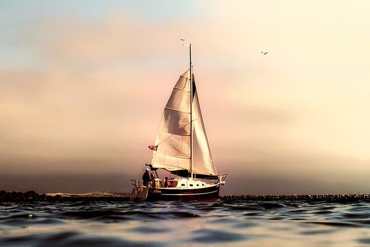 Whale & Dolphin Watching Boat Trip in Tenerife On a Sailing Boat (3 Hr)