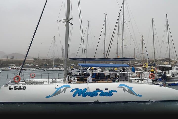 Whale & Dolphin Watching With Mustcat Virgin Coast Trip On a Large Catamaran