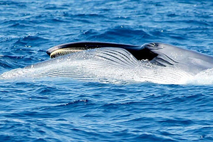 Whale & Dolphin Watching With Mustcat Virgin Coast Trip On a Large Catamaran
