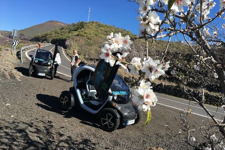 Almond tree blossom