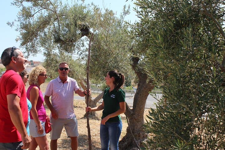 Guided tour and olive oil tasting in Alhaurin el Grande (Málaga)