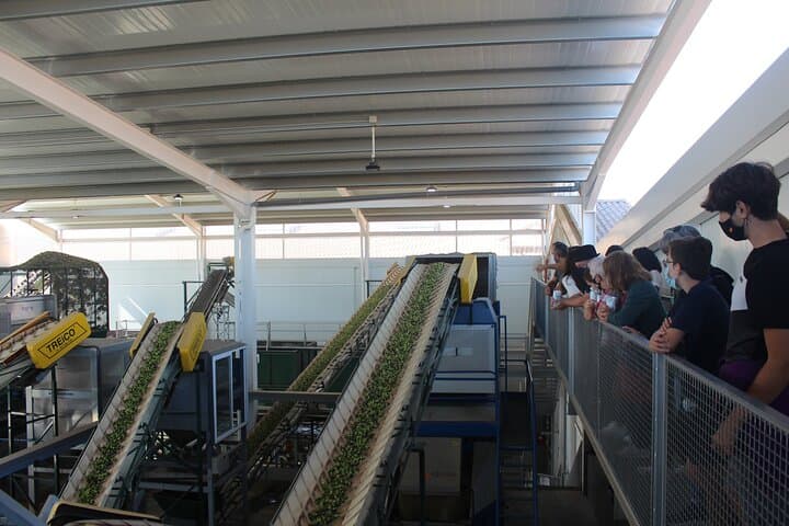 Guided tour and olive oil tasting in Alhaurin el Grande (Málaga)