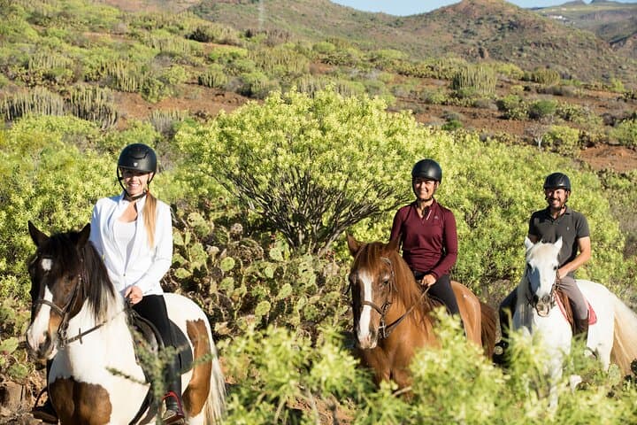 The Best Horse Riding Experience in Gran Canaria (1 hour)