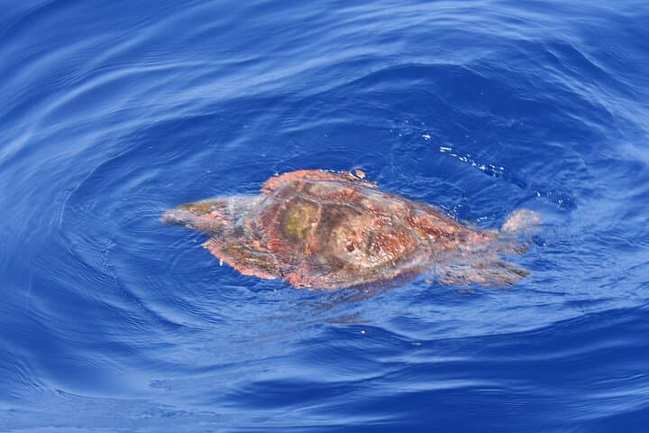 Tortuga Caretta Caretta