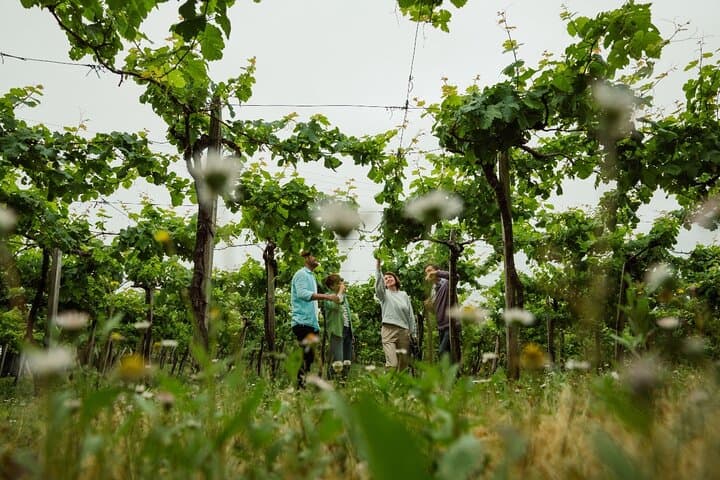 Private Txakoli Vineyards Hike: Zumaia & Getaria with Lunch
