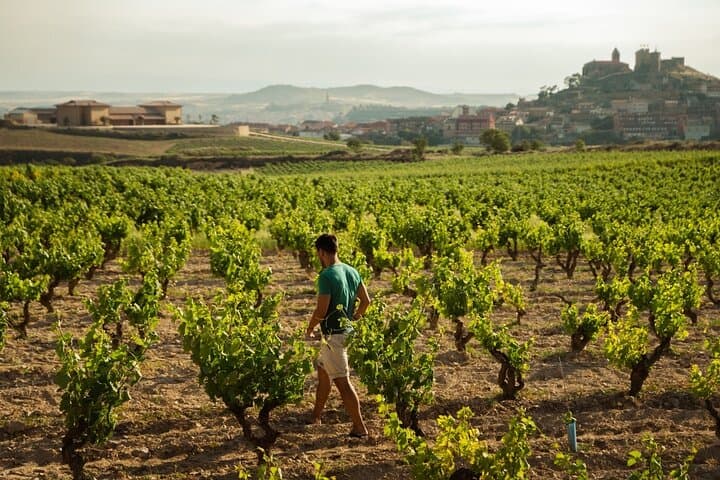 Private Day in Rioja from San Sebastian