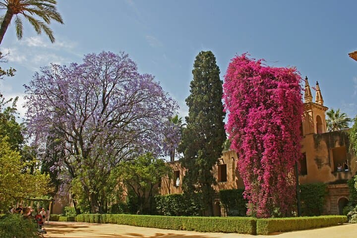 Royal Alcazar Gardens - Jacaranda tree and Bougainvillea