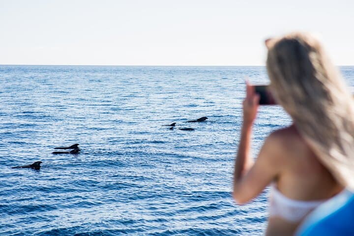 2-Hour whale & dolphin watching mini cruise from Puerto Colón
