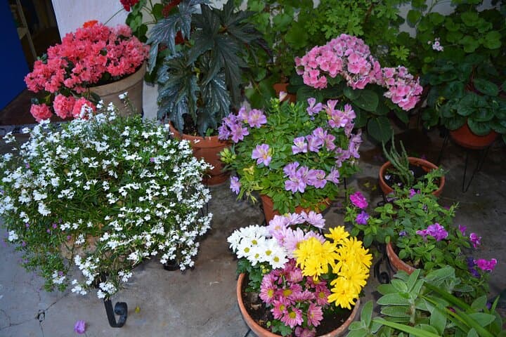 Patios & Flowers Small Group Tour