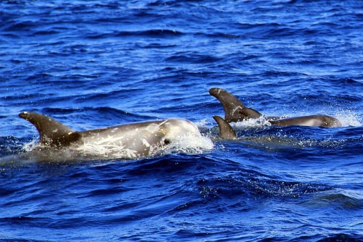 2-Hour Dolphin Watching Experience in Fuerteventura