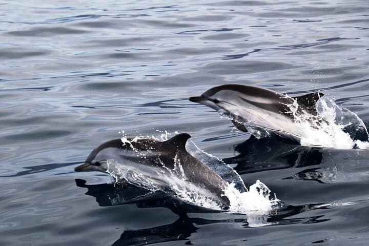 2-Hour Dolphin Watching Experience in Fuerteventura
