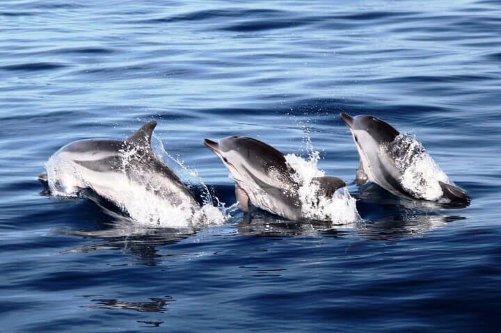 2-Hour Dolphin Watching Experience in Fuerteventura