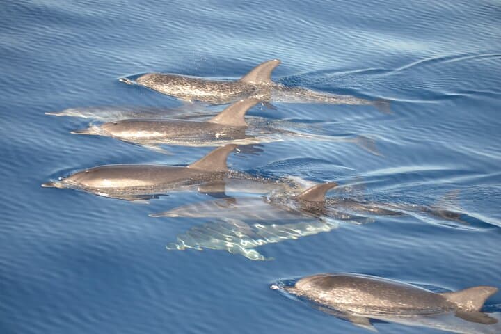 2-Hour Dolphin Watching Experience in Fuerteventura