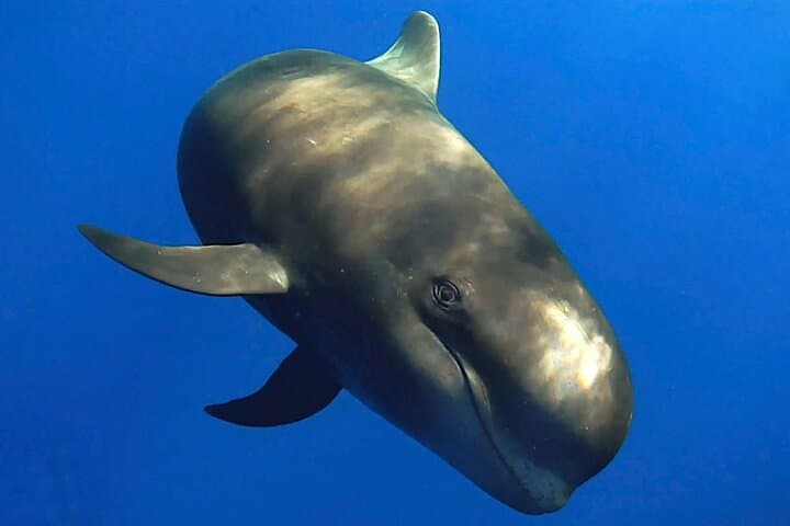 Dolphin and Whale Watching in La Restinga