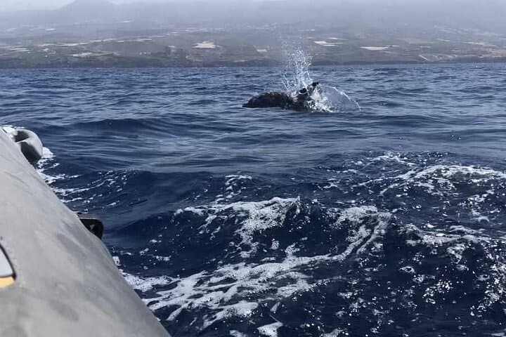 Whale