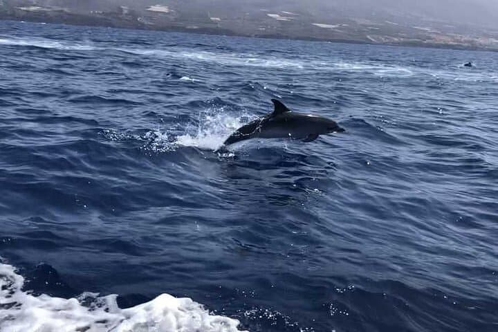 Dolphin