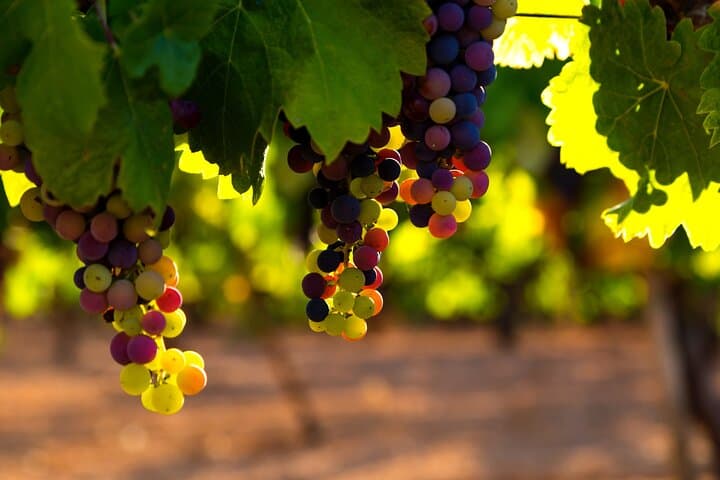 The Real Rioja Explore Tour - Private experience