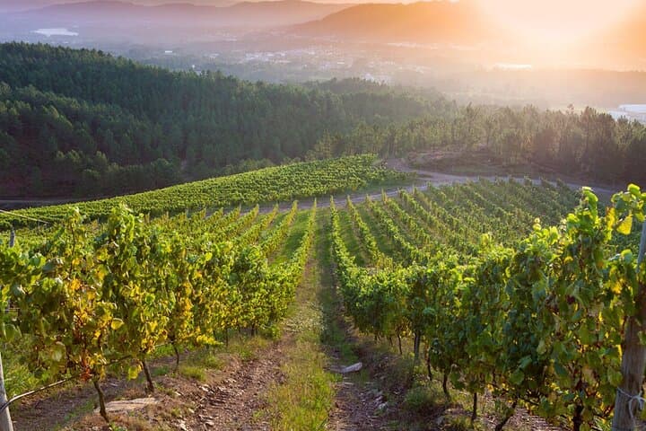 Albariño Excellence: Winery Visit & Cheese Pairing in Rías Baixas
