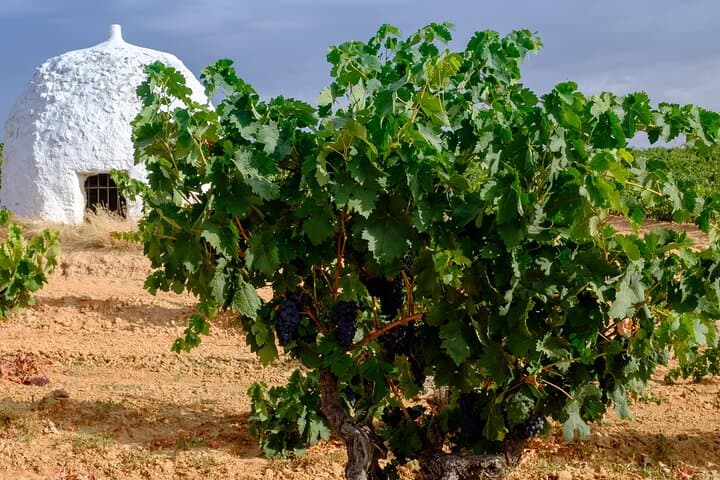 Discover origin of Red Wine in Ribera del Duero- Wine Tasting