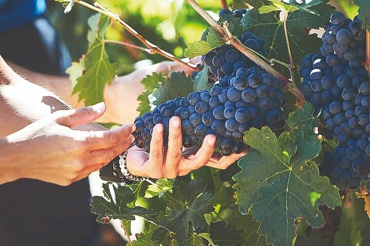 Discover origin of Red Wine in Ribera del Duero- Wine Tasting