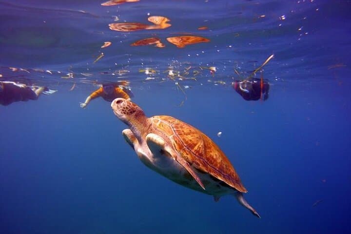 Snorkeling in a Wonderful Volcanic Bay