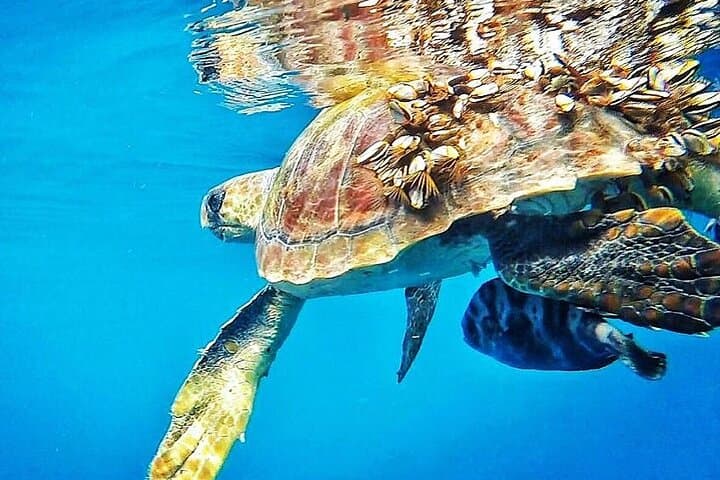 7-Hour Private Tour to the Wonders of Fuerteventura