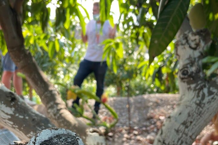 Tropical Tour: Avocado & Mango Farm - Small group and tasting