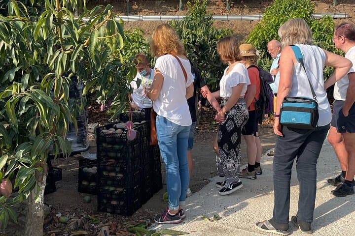 Tropical Tour: Avocado & Mango Farm - Small group and tasting