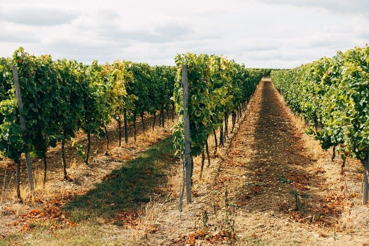 Full-Day Rioja Wineries Tour from Madrid with Pickup and Drop off