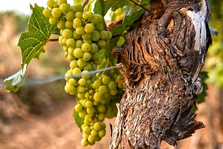 Full-Day Rioja Wineries Tour from Madrid with Pickup and Drop off