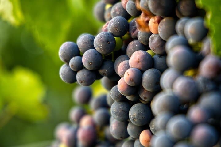 Full-Day Ribera del Duero Wineries Tour from Madrid with Pickup and Drop off