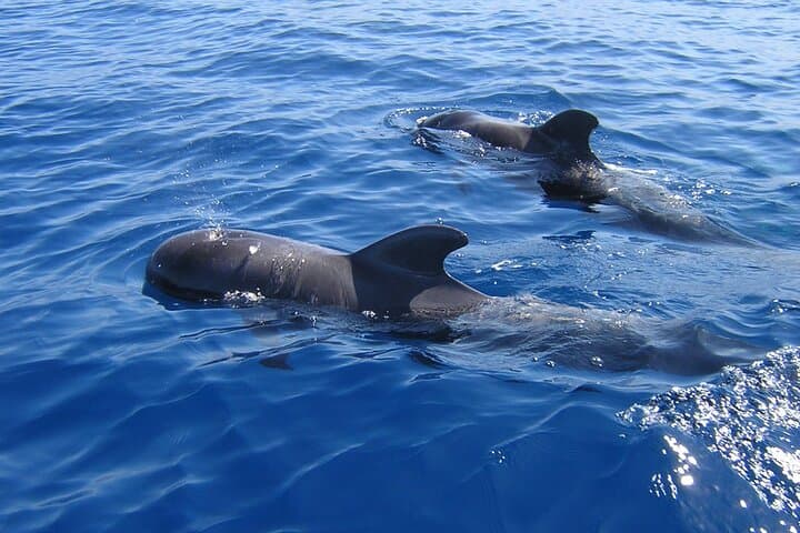 Tenerife Ecoyacht Tour for Whale Watching