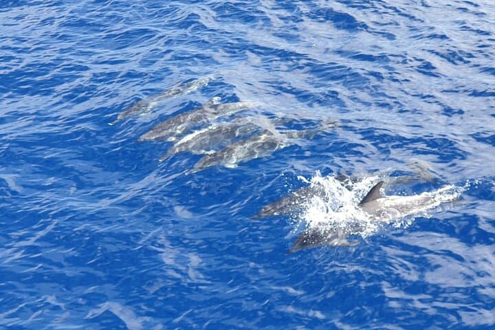 Tenerife Ecoyacht Tour for Whale Watching