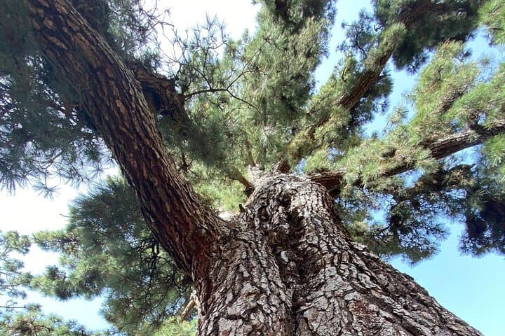 Small Group Teide National Park Volcanic and Forest Wonders