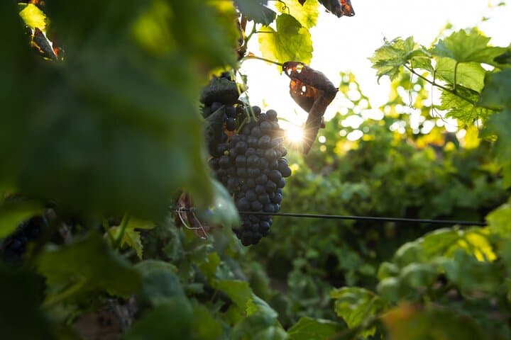 Vineyard tour with wine tasting and local products
