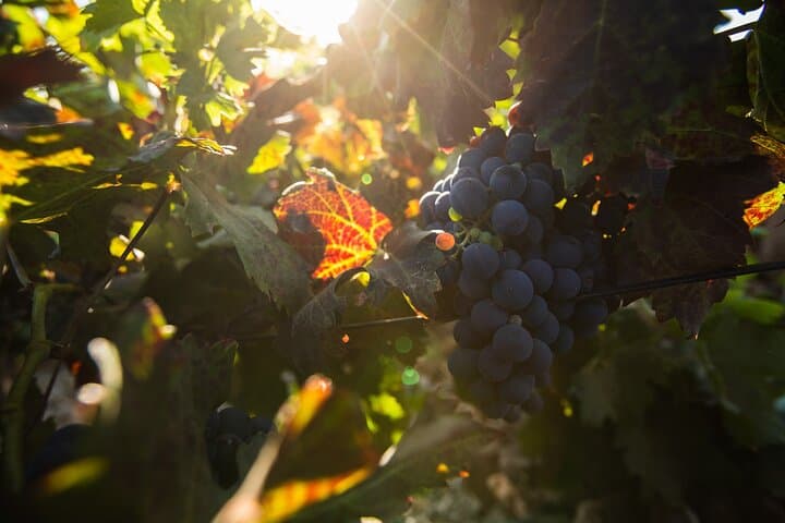 Vineyard tour with wine tasting and local products