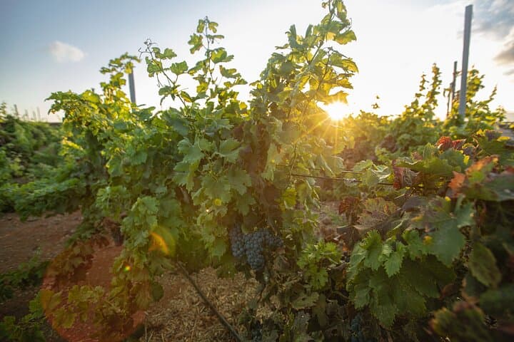Vineyard tour with wine tasting and local products