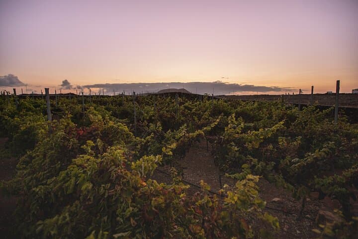 Vineyard tour with wine tasting and local products