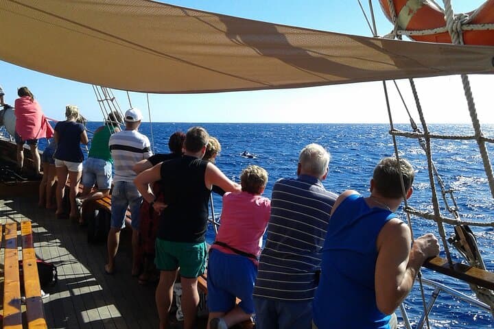 Tenerife: Whale & Dolphin Watching Cruise & Swim, Los Cristianos