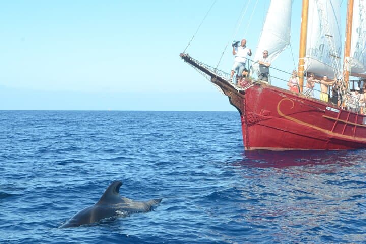 Sealife Dolphin & Whale Watching aboard Portuguese schooner