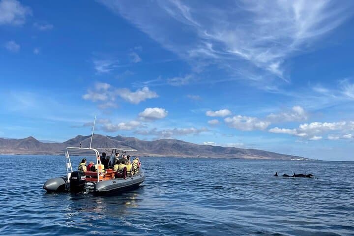 2h Dolphin and Whale Viewing + Snorkeling Tour