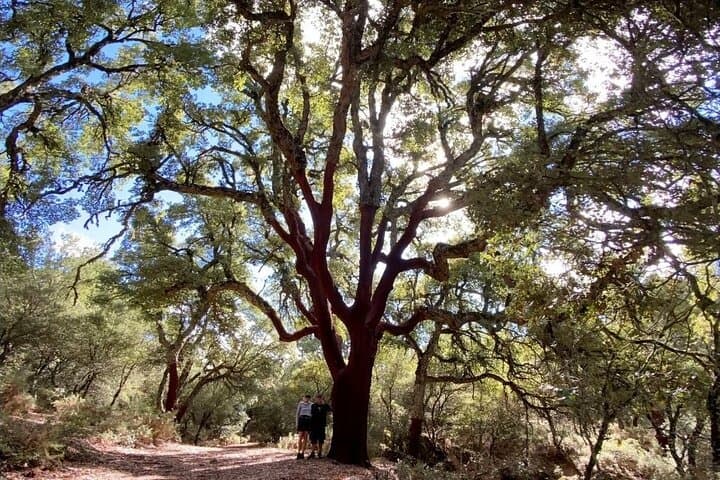 Hiking in "Escaleretas" Spanish fir forest