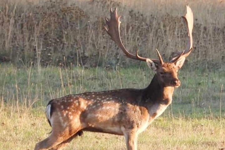 Deer