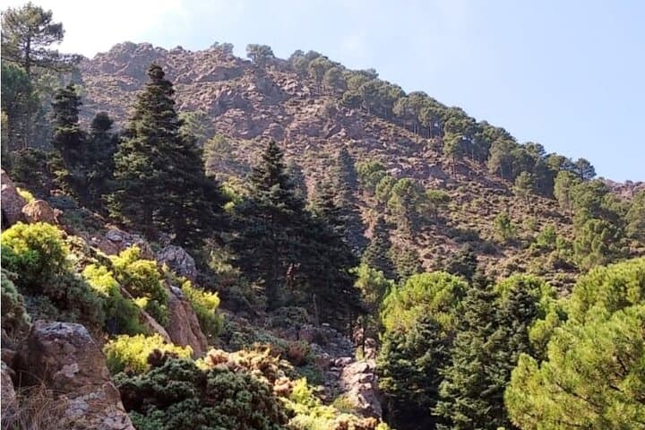 Spanish firs
