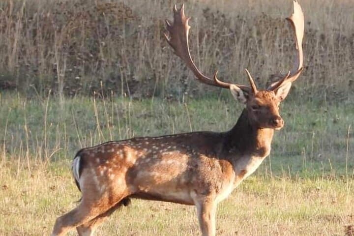 Deer