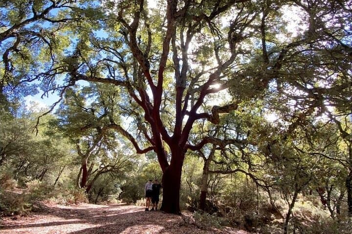Hiking in Escaleretas Spanish fir forest with hotel pick-up