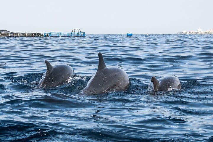 Kayak Safari with Dolphin and Turtle Watching from Los Cristianos