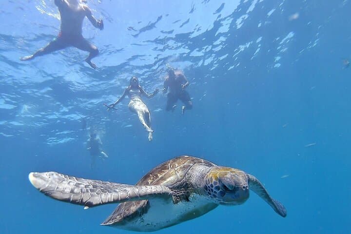 Kayak Safari with Dolphin and Turtle Watching from Los Cristianos