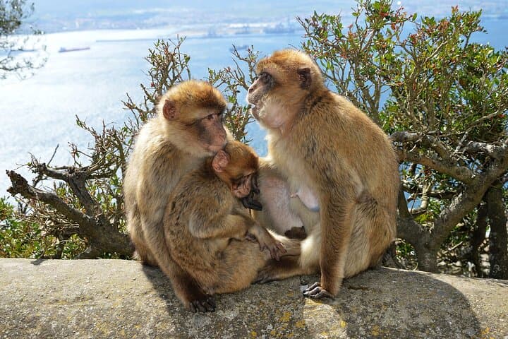 Monkey Nature Reserve